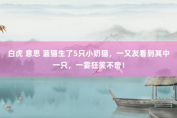 白虎 意思 蓝猫生了5只小奶猫，一又友看到其中一只，一霎狂笑不啻！